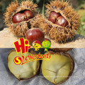 Fresh Chestnut, bulk chestnuts, Hebei raw chestnuts for sale